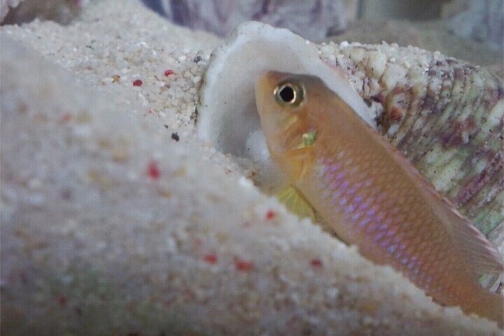 Ocellated Shell Dweller