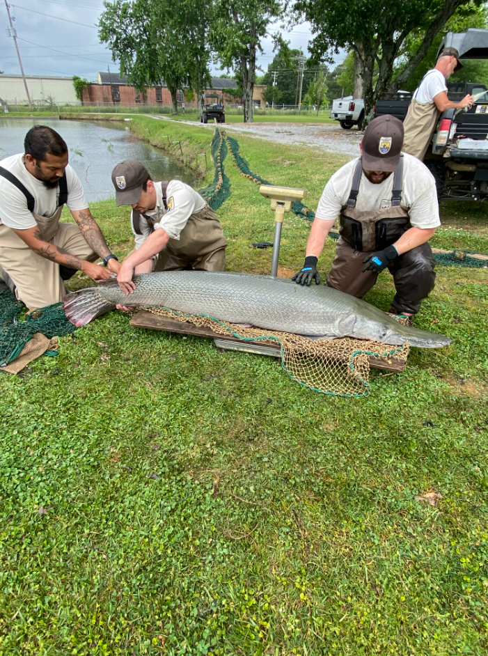 Alligator Gar