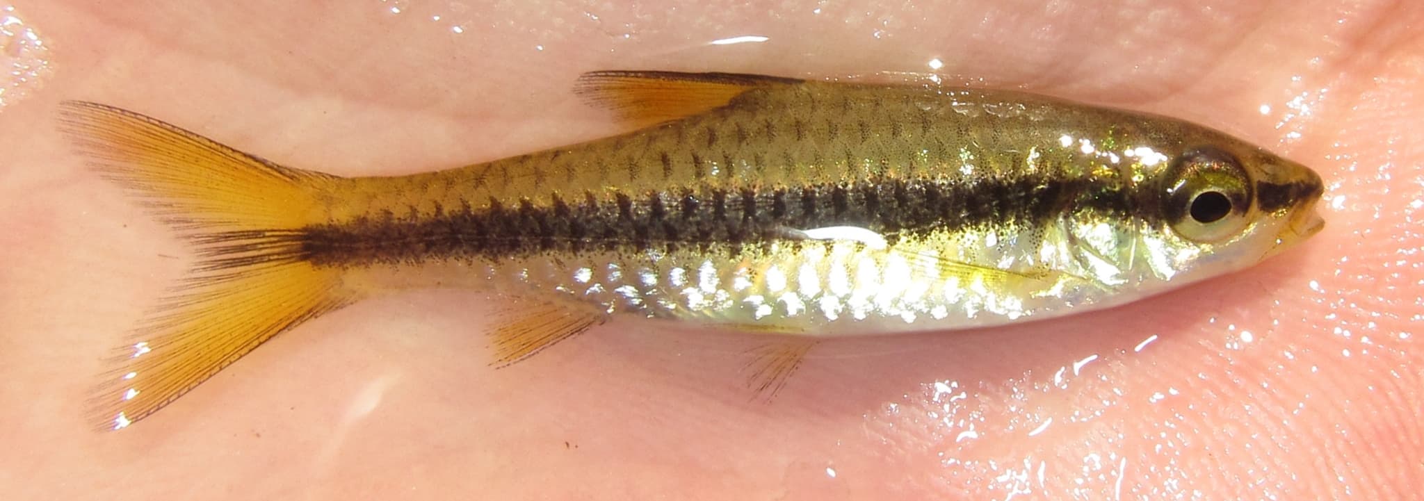 Orange-fin Barb