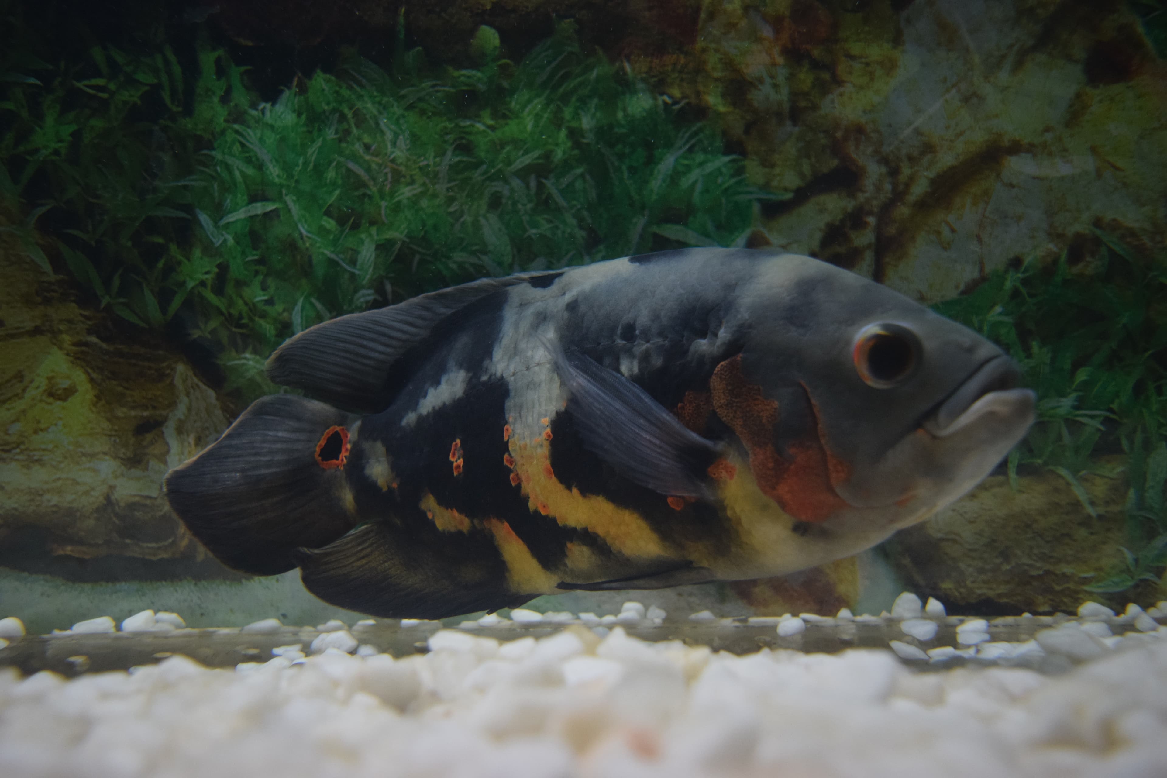 Oscar Cichlid