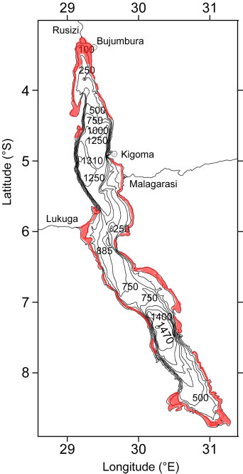 Multifasciatus Cichlid