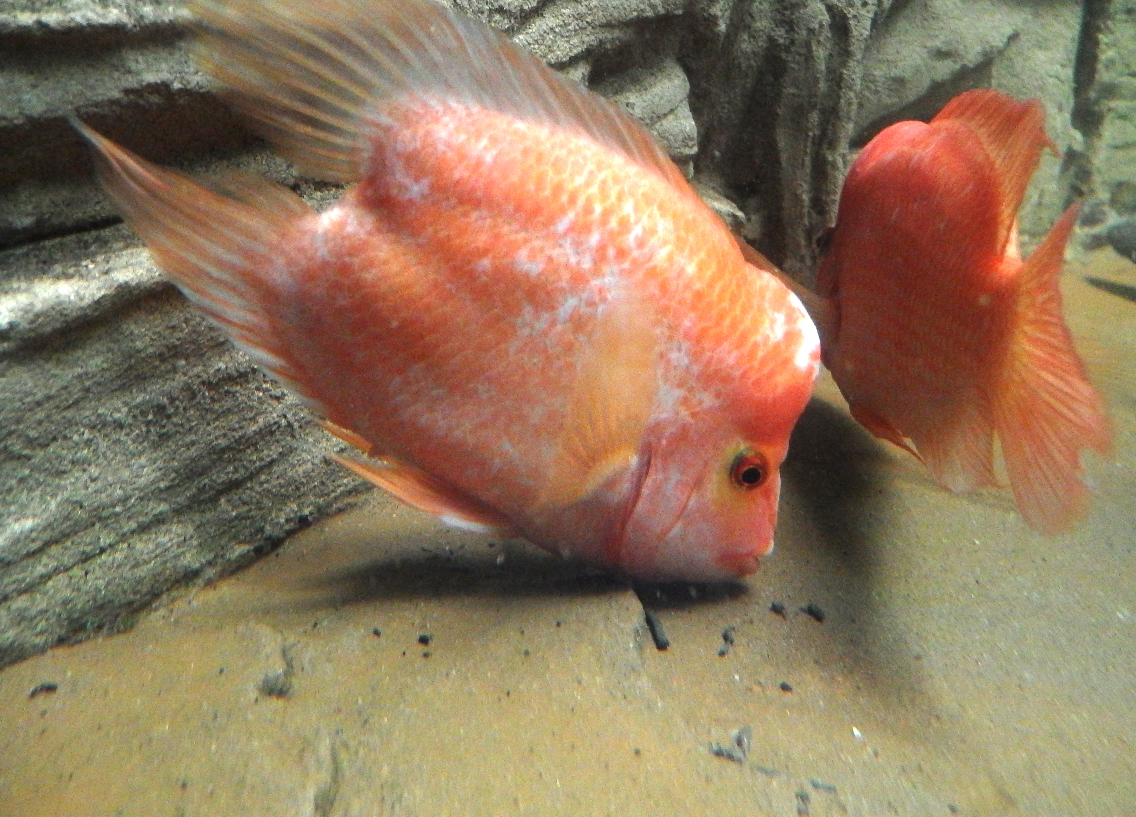 Blood Parrot Cichlid