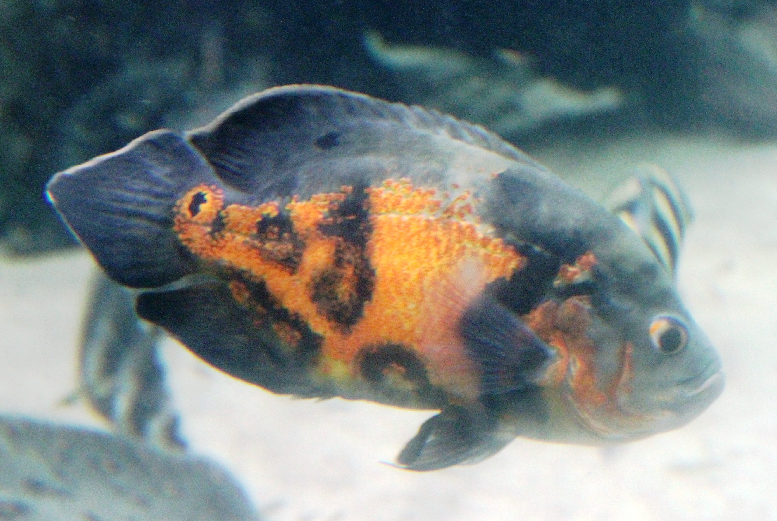 Oscar Cichlid