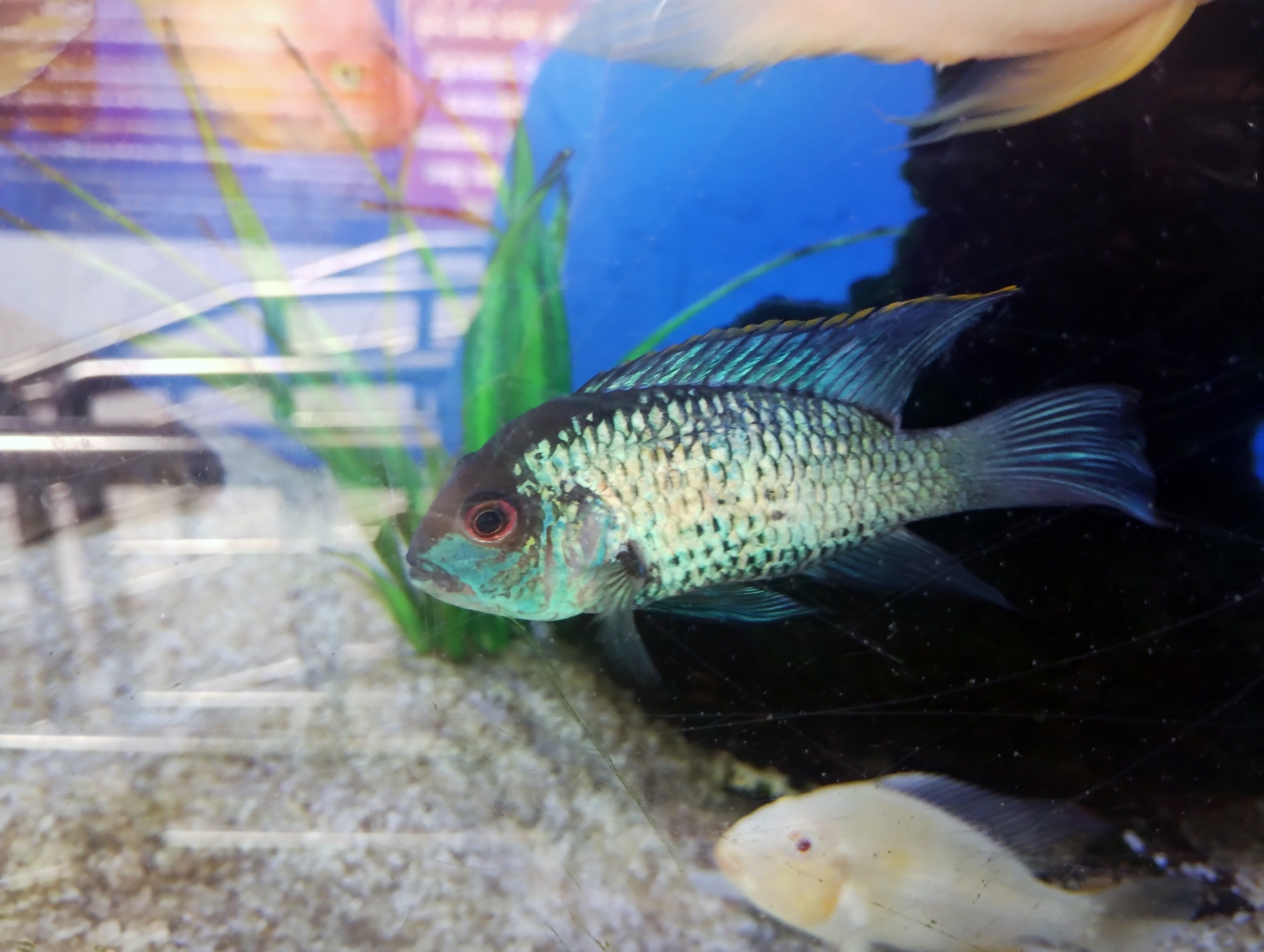 Electric Blue Acara