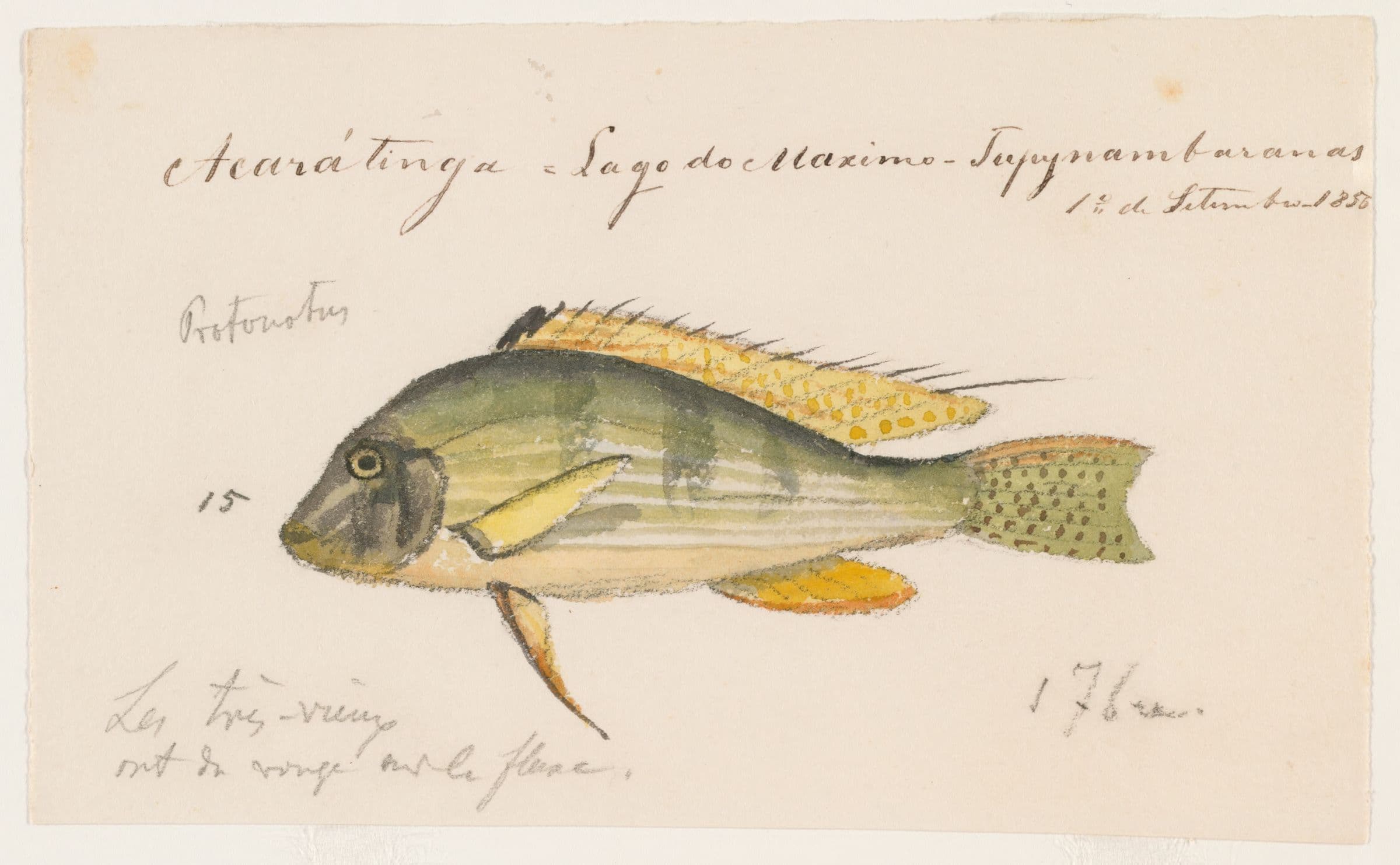 Thread-finned Cichlid