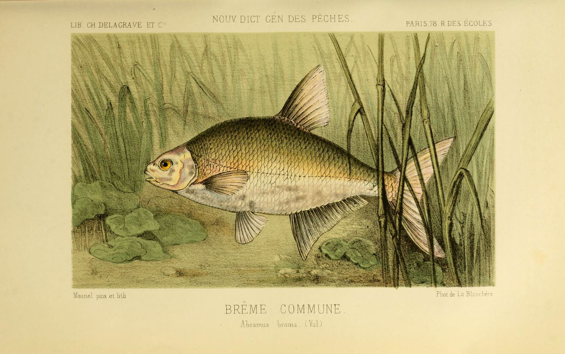 Common Bream