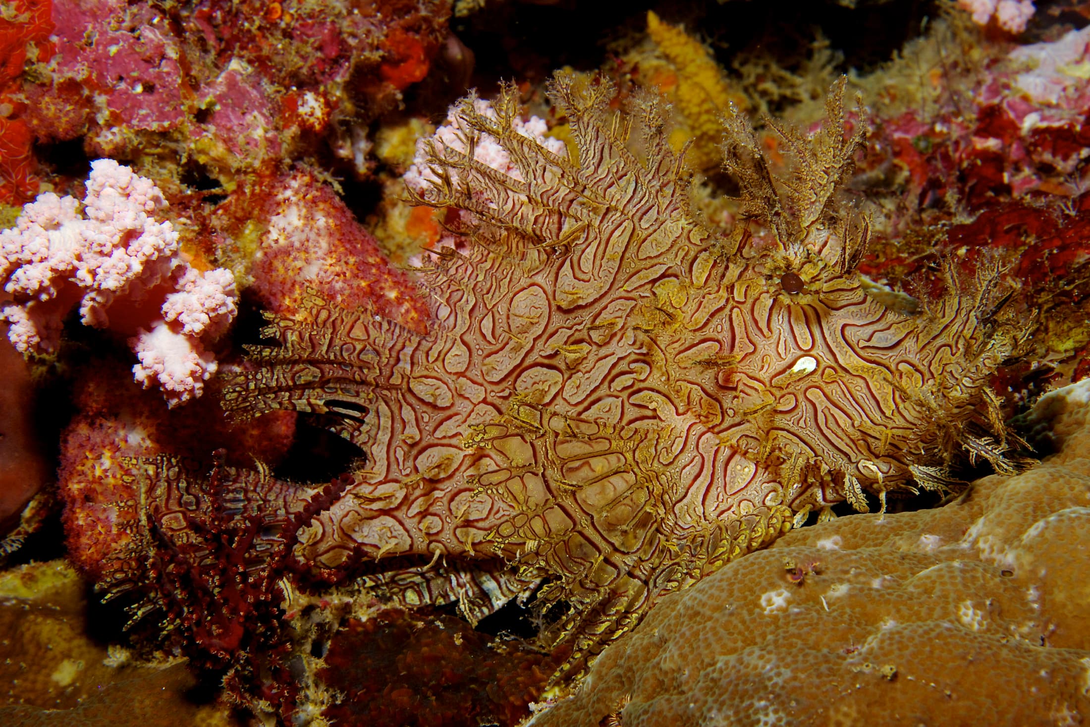 Lacy Scorpionfish