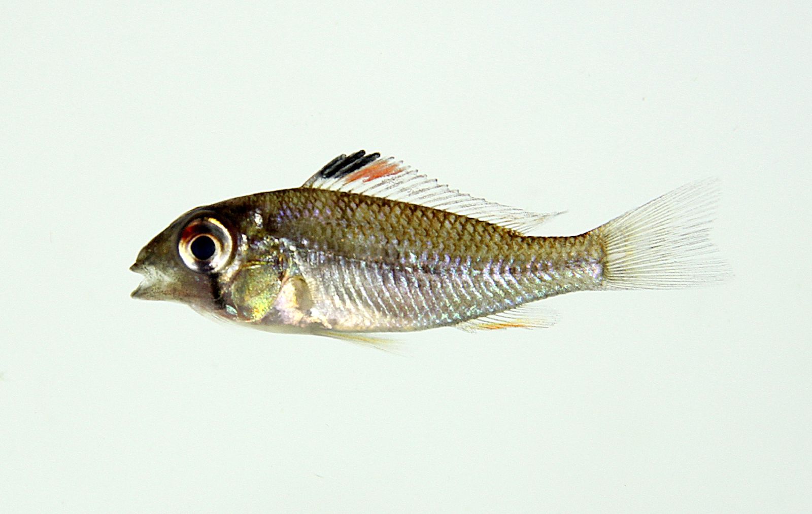 Heckel's Threadfin Acara