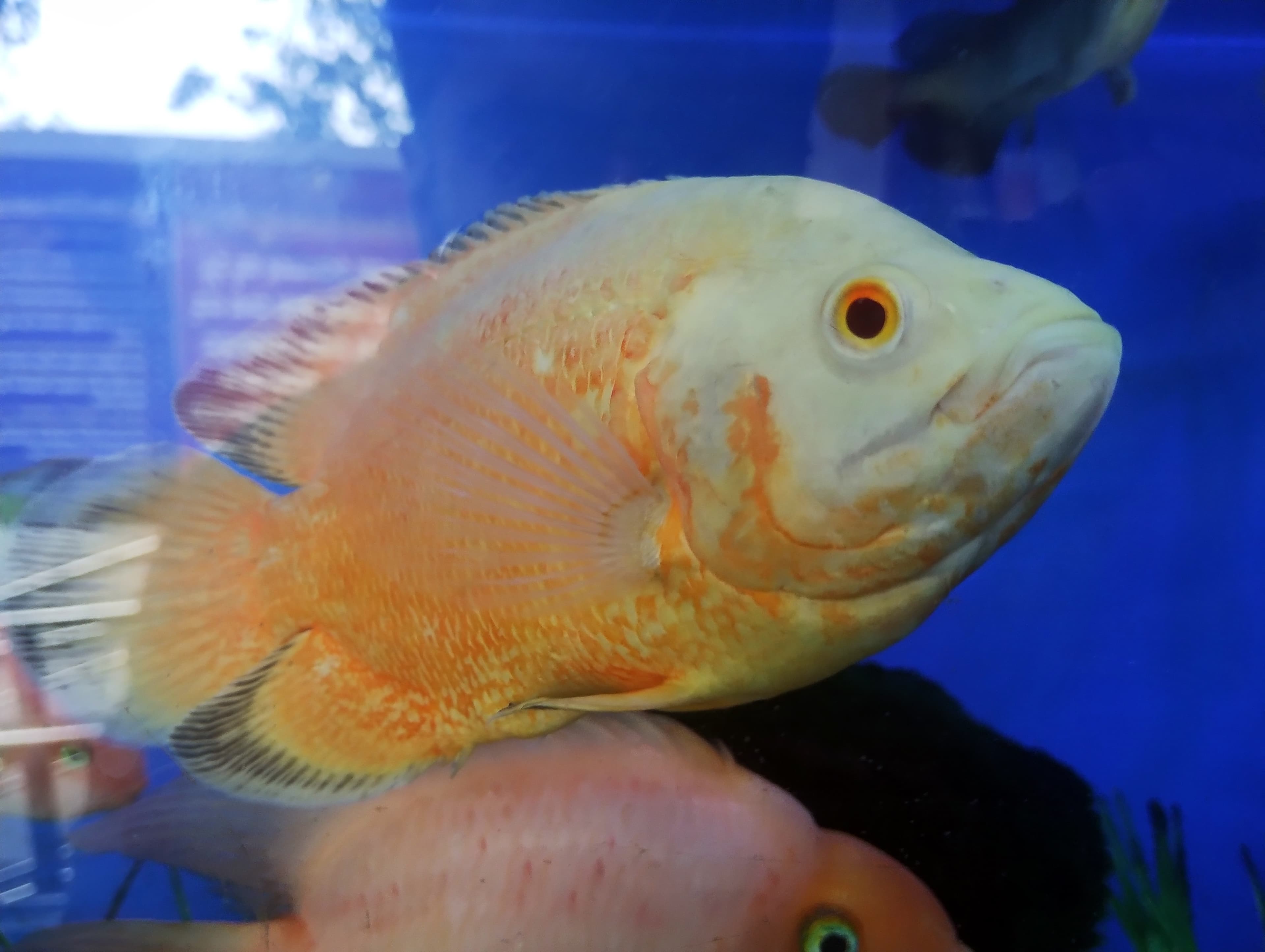 Albino Oscar