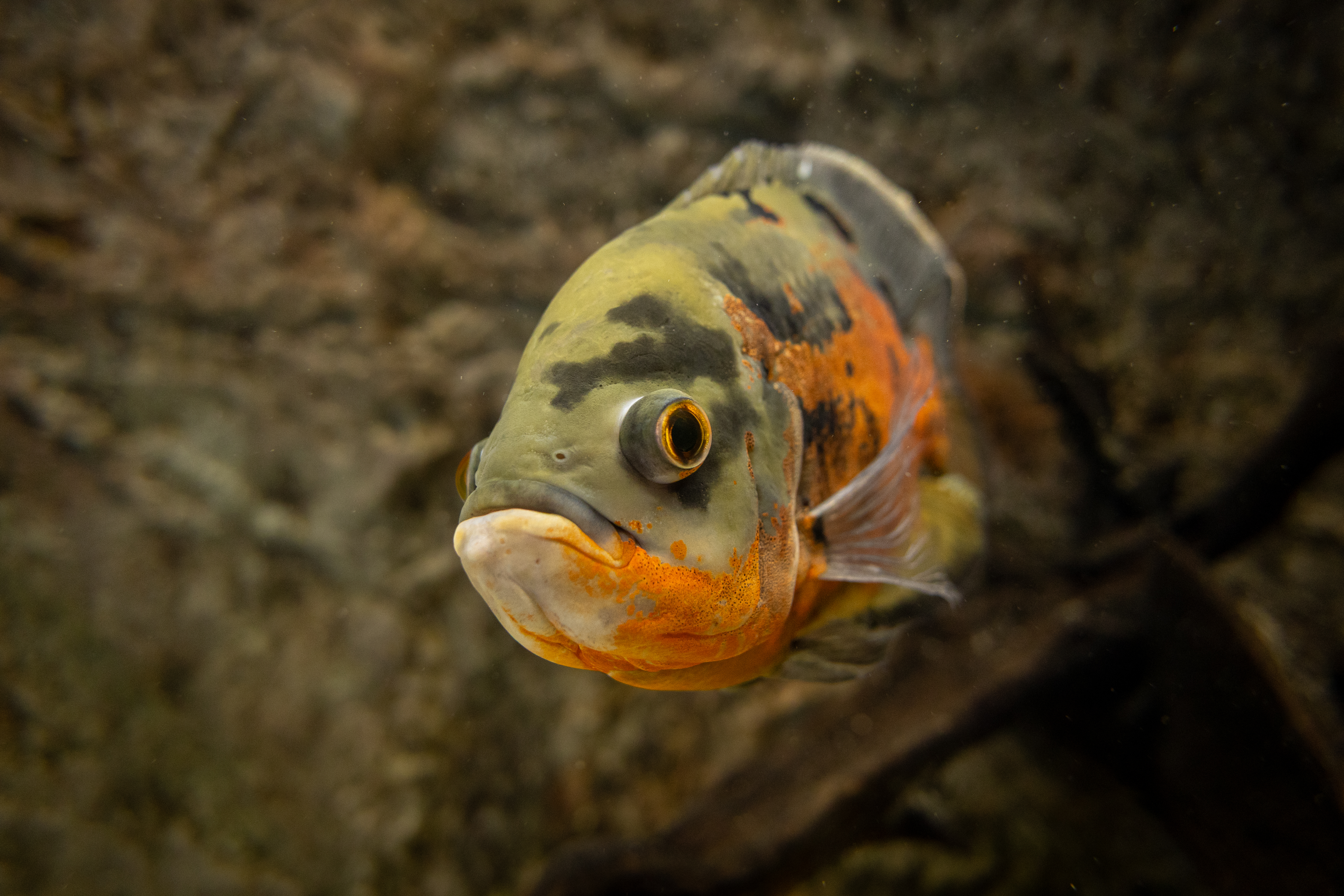 Oscar Cichlid