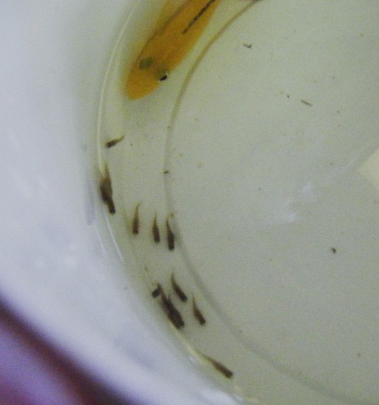 Electric Yellow Cichlid