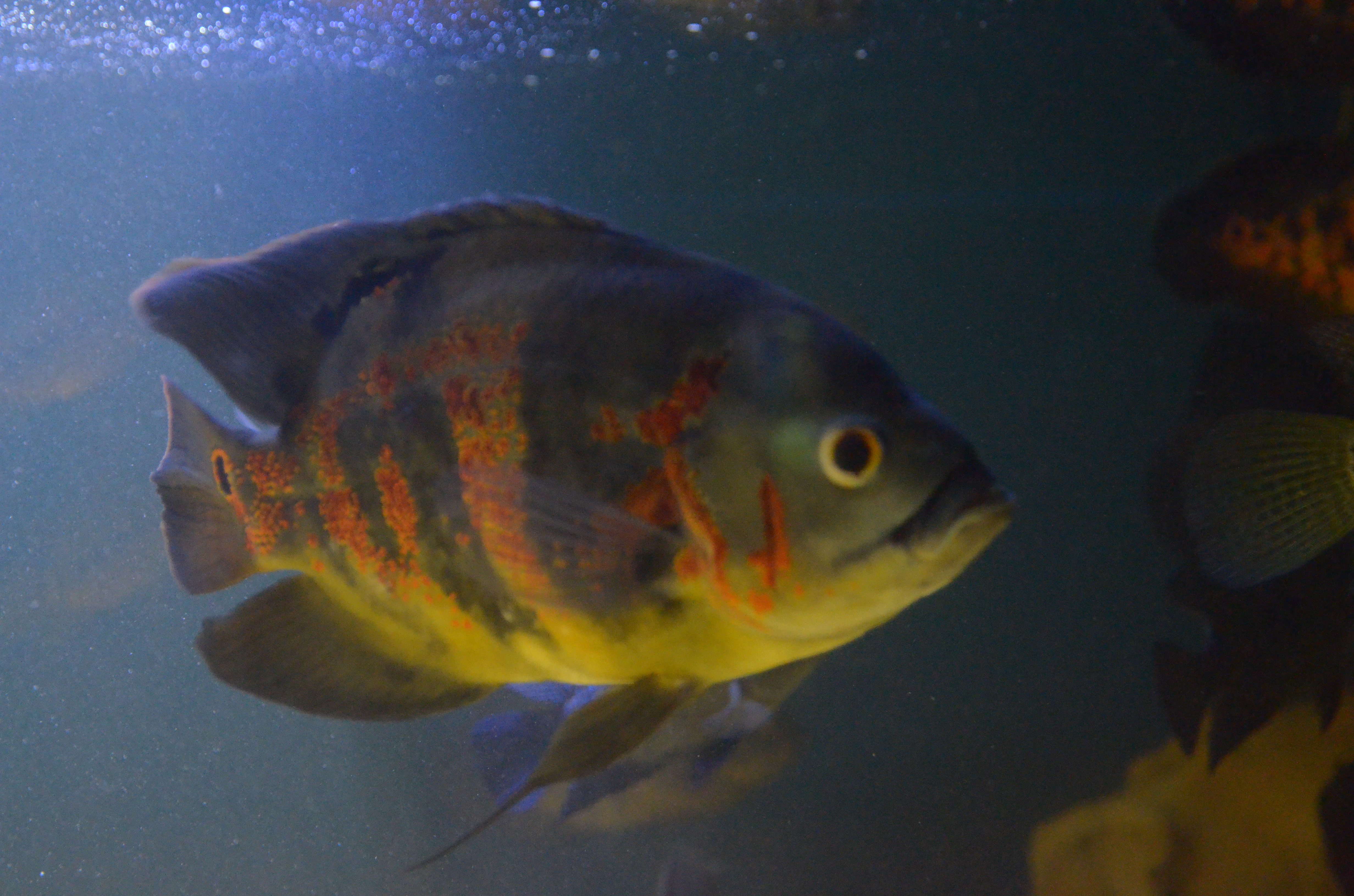 Oscar Cichlid