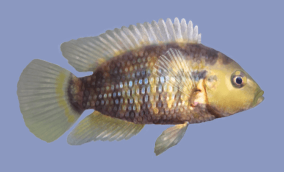 Chanchito Cichlid