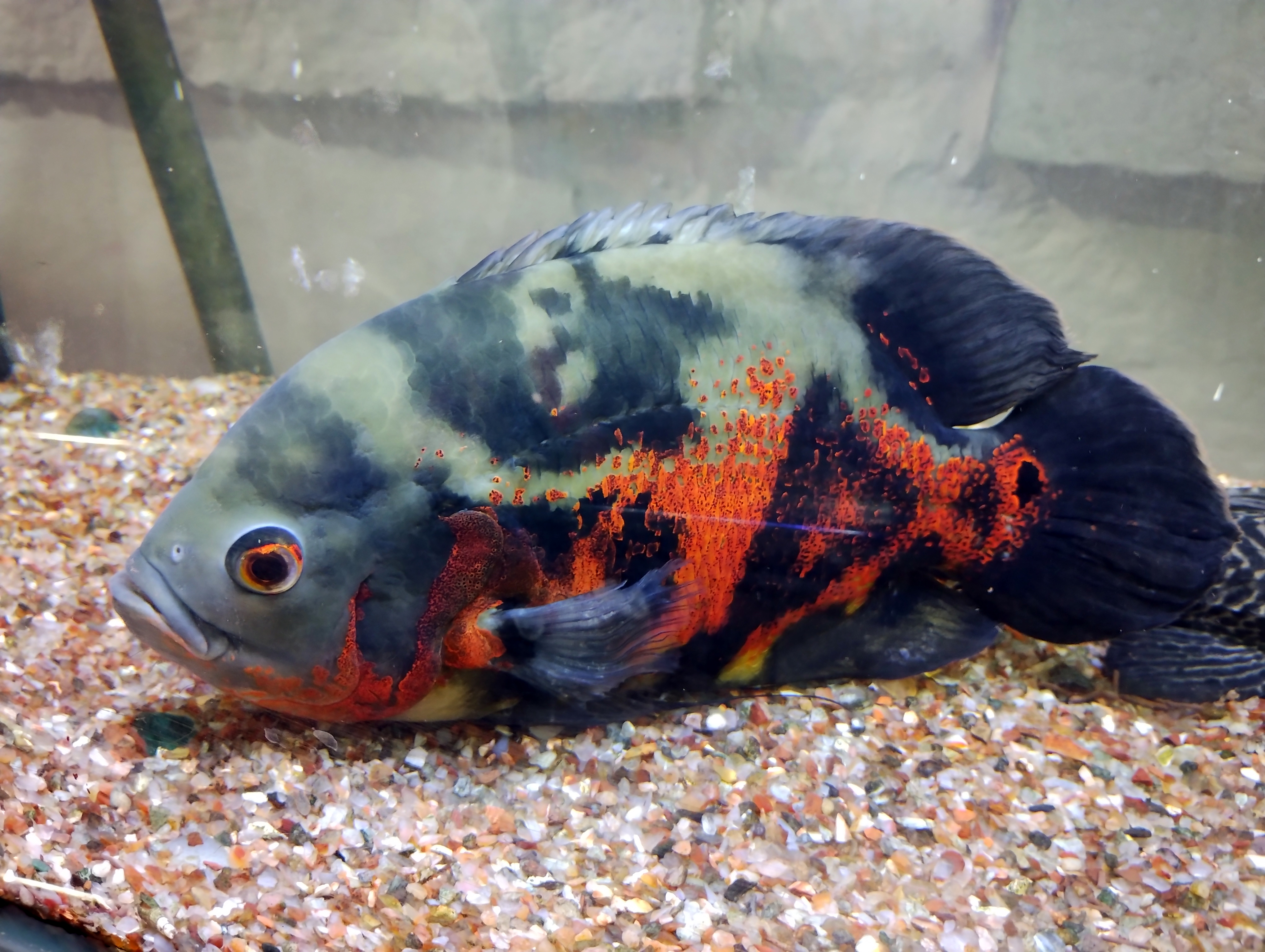 Oscar Cichlid