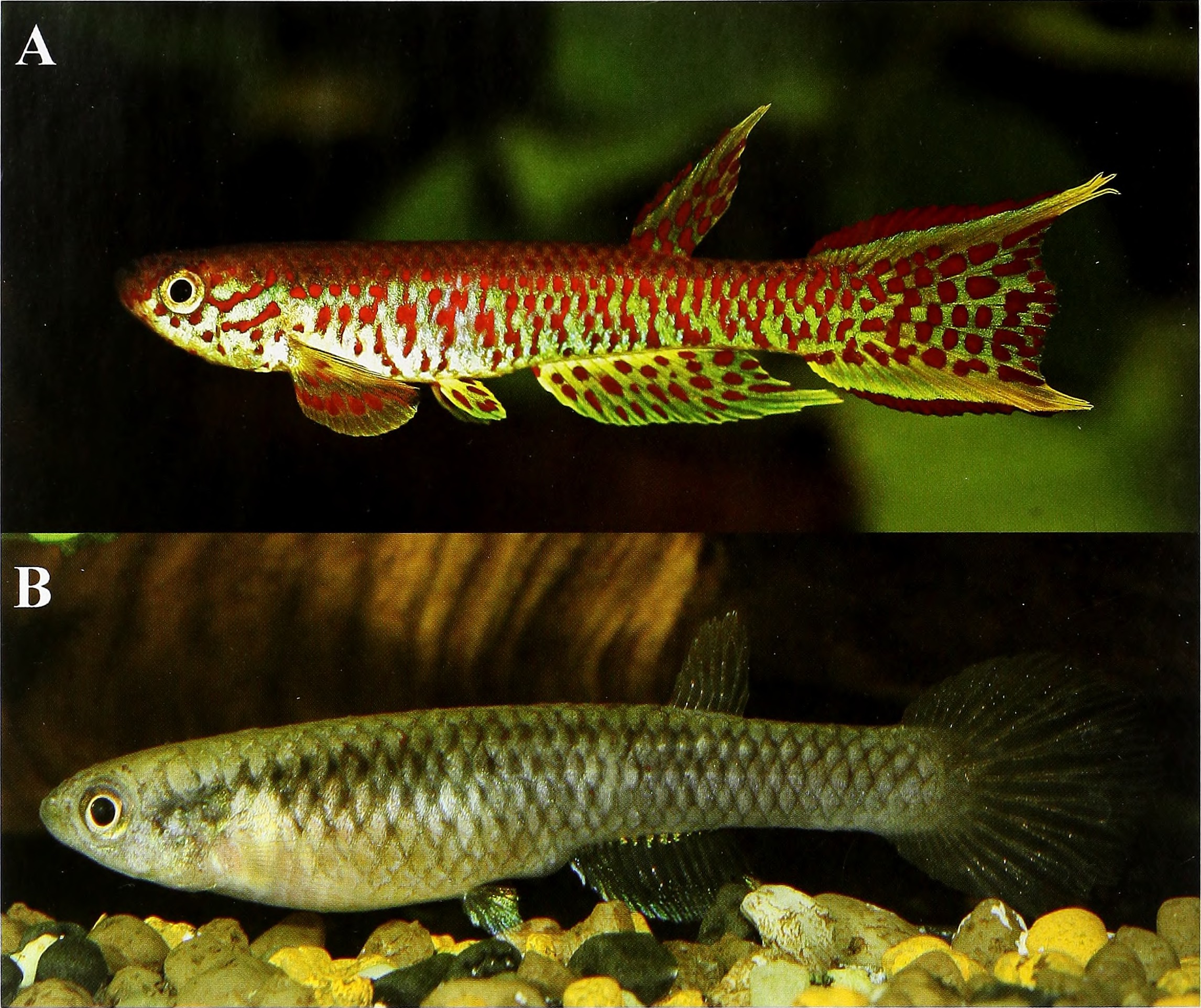 Elegant Killifish