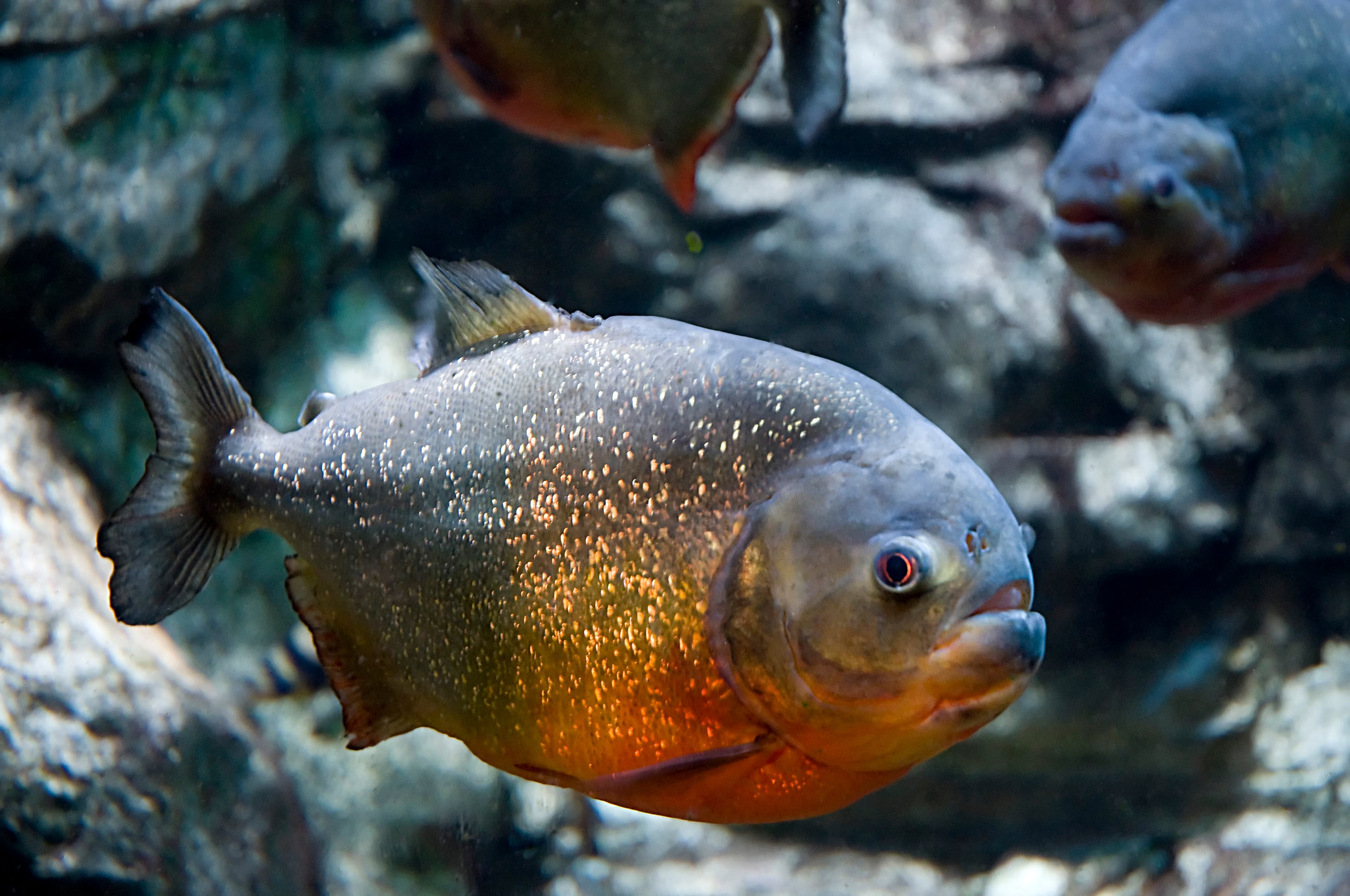 Red-bellied Piranha