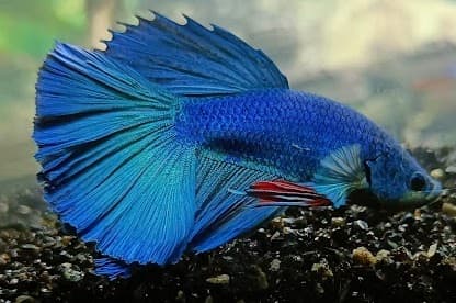 Veil Tail Betta