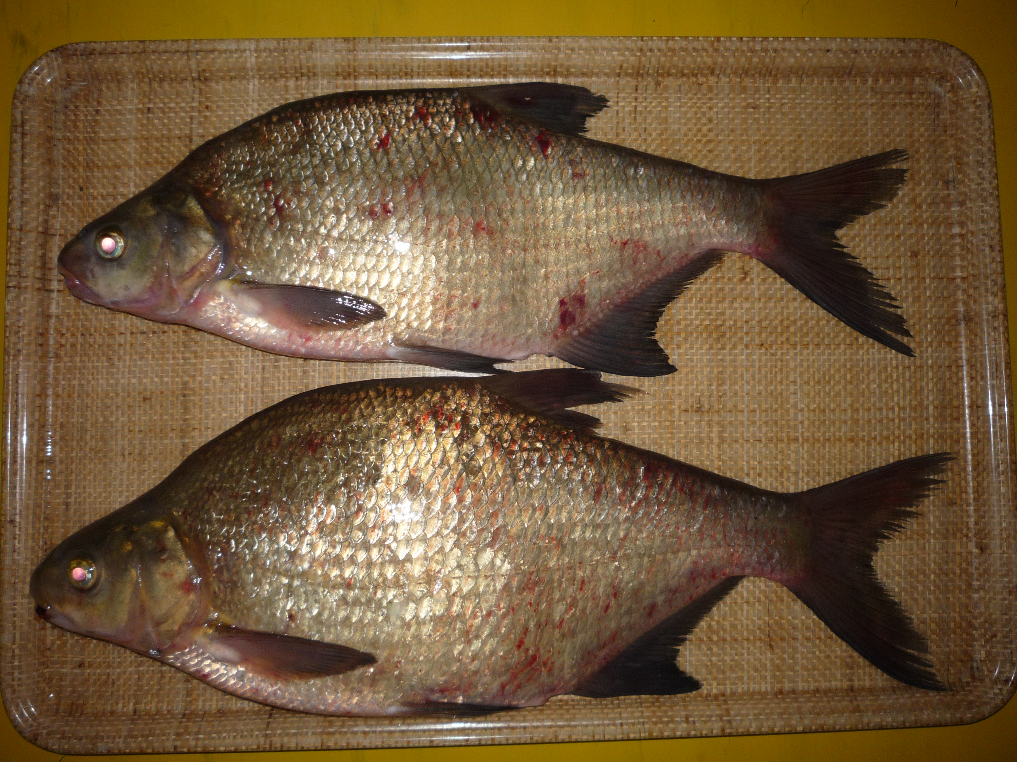 Common Bream