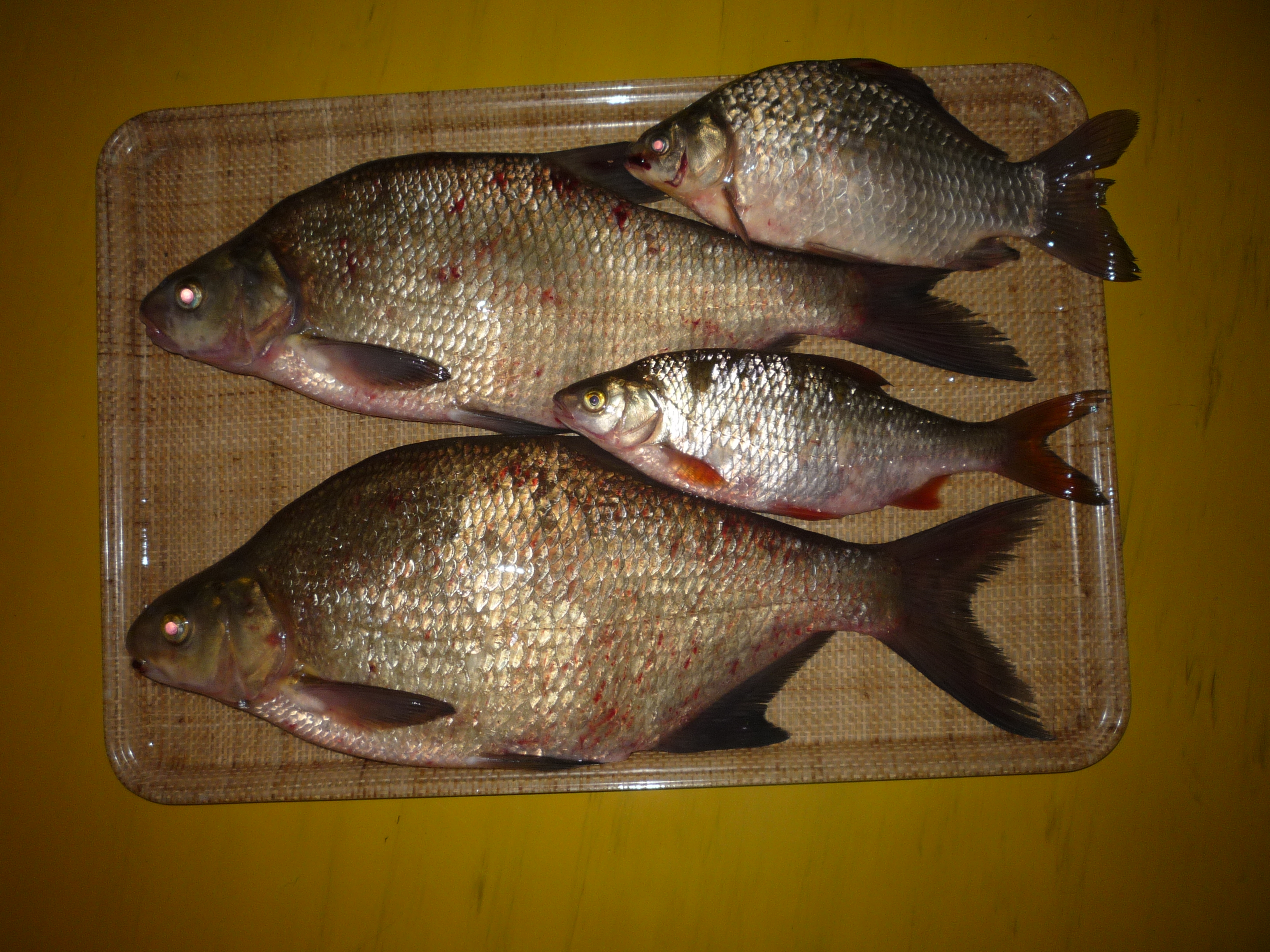 Common Bream