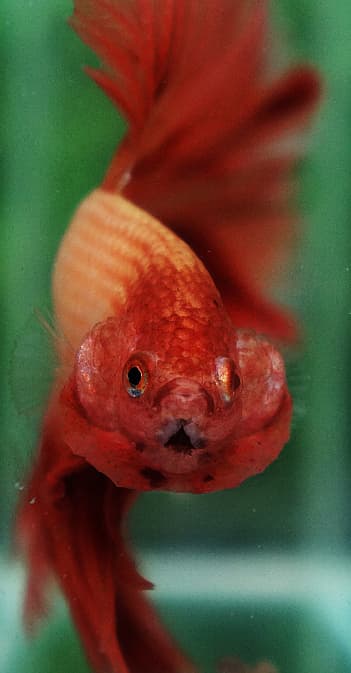 Betta Fish