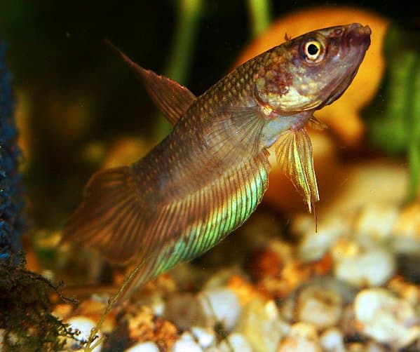 Dimidiata Betta