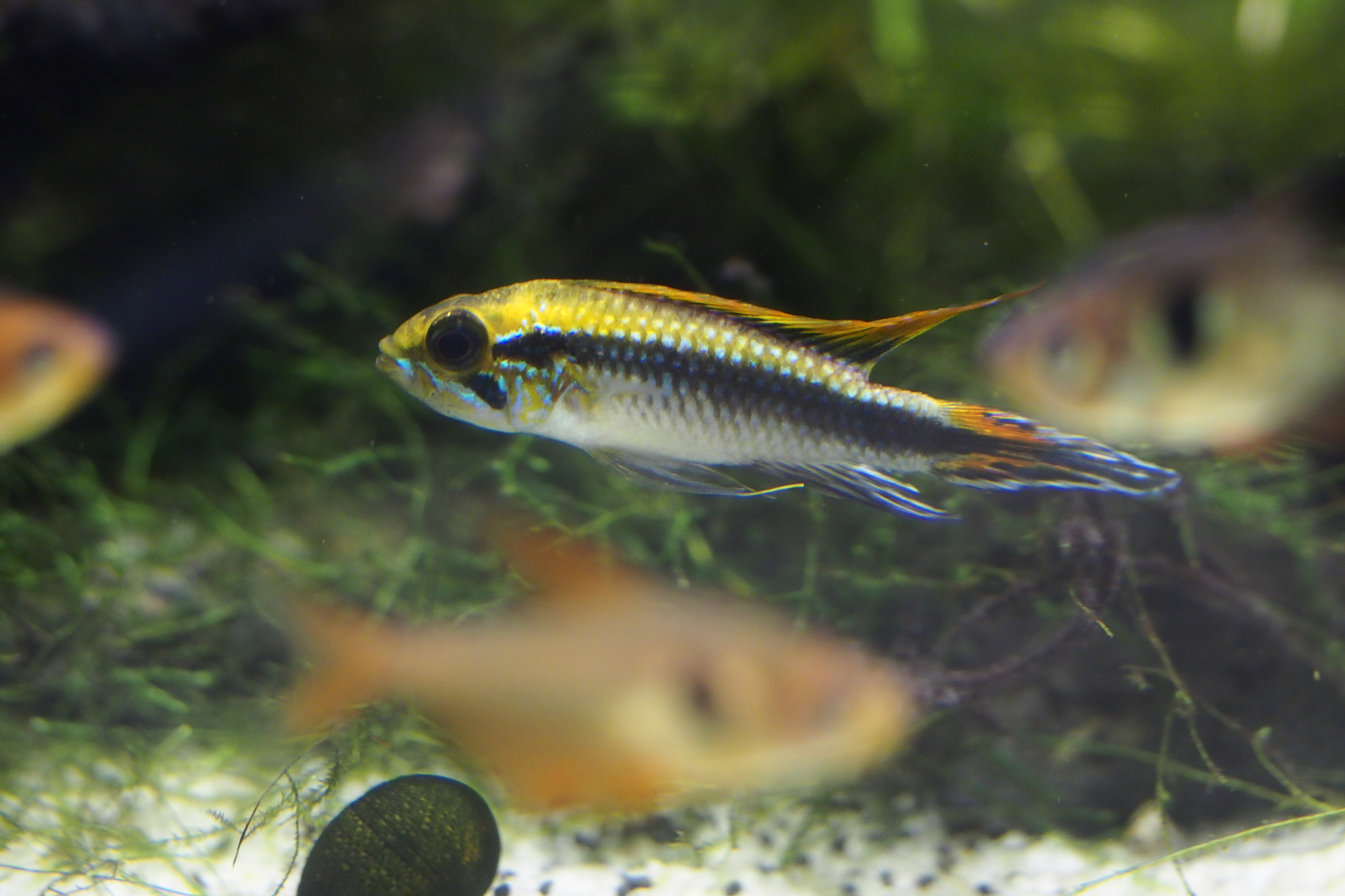 Agassiz's Dwarf Cichlid