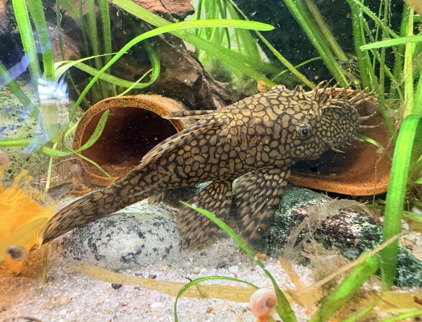 Honeycomb Bristlenose Pleco