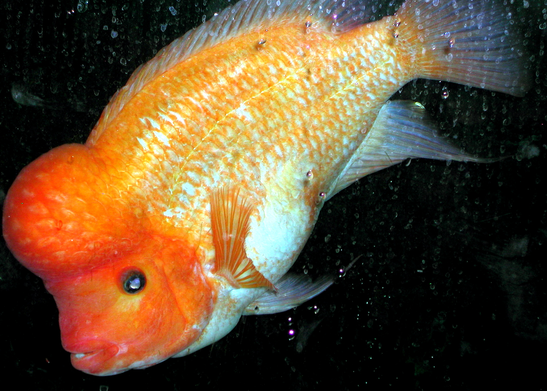 Midas Cichlid