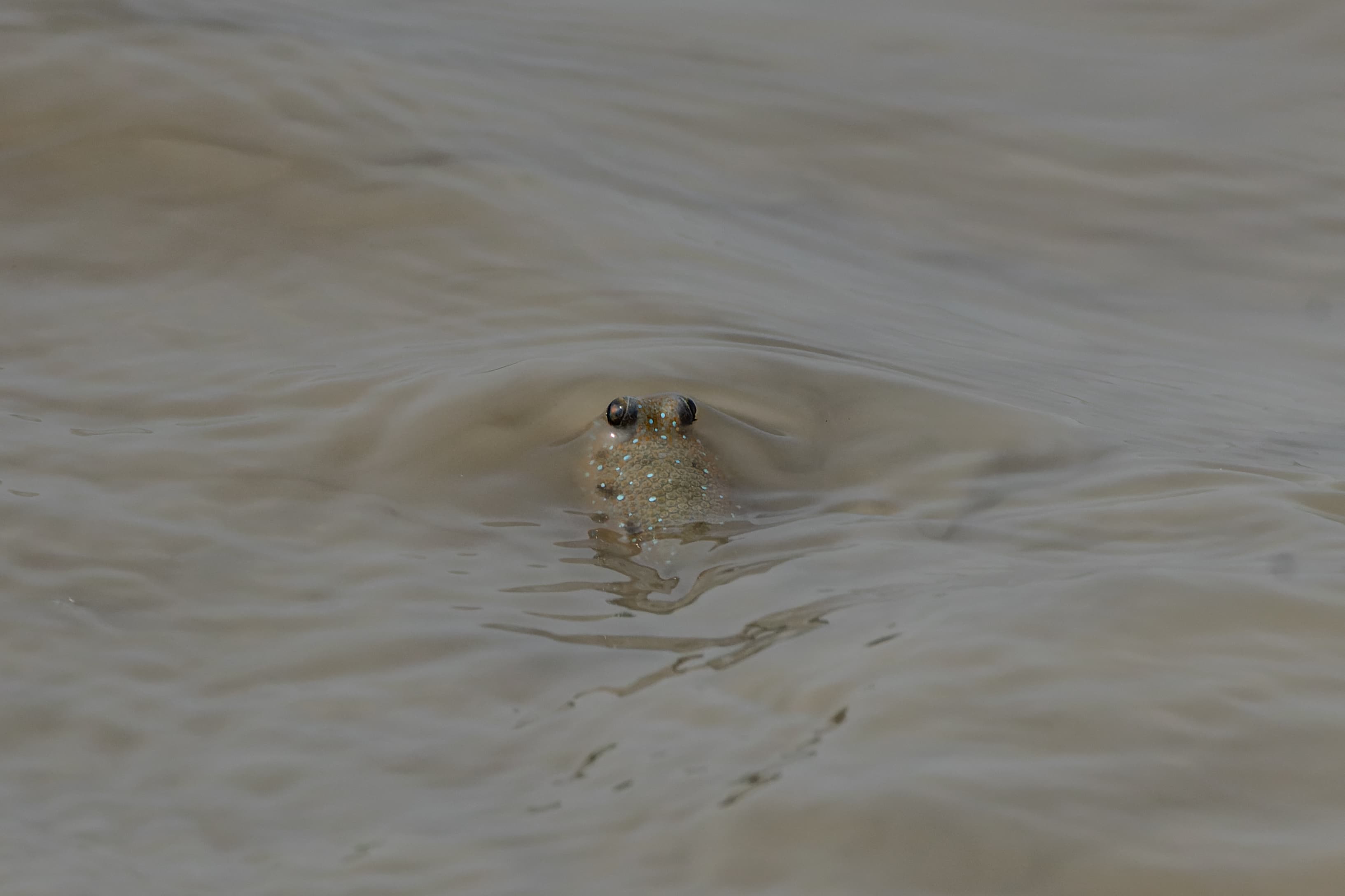 Mudskipper