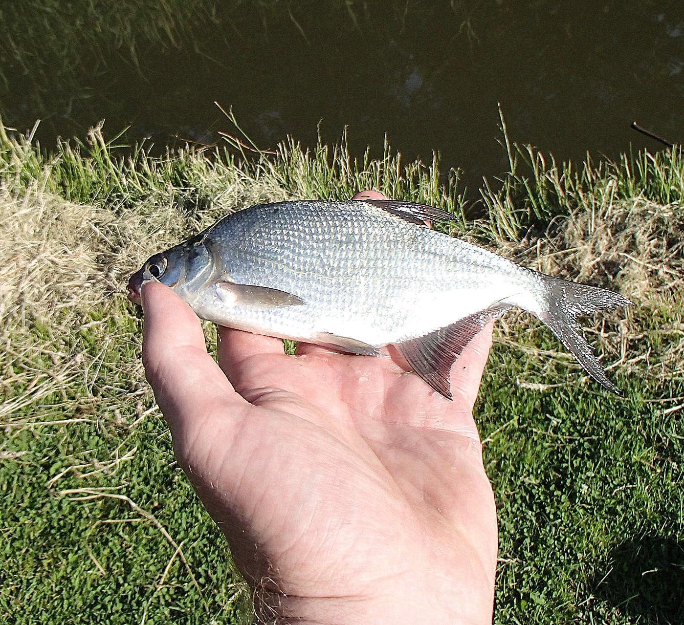 Common Bream