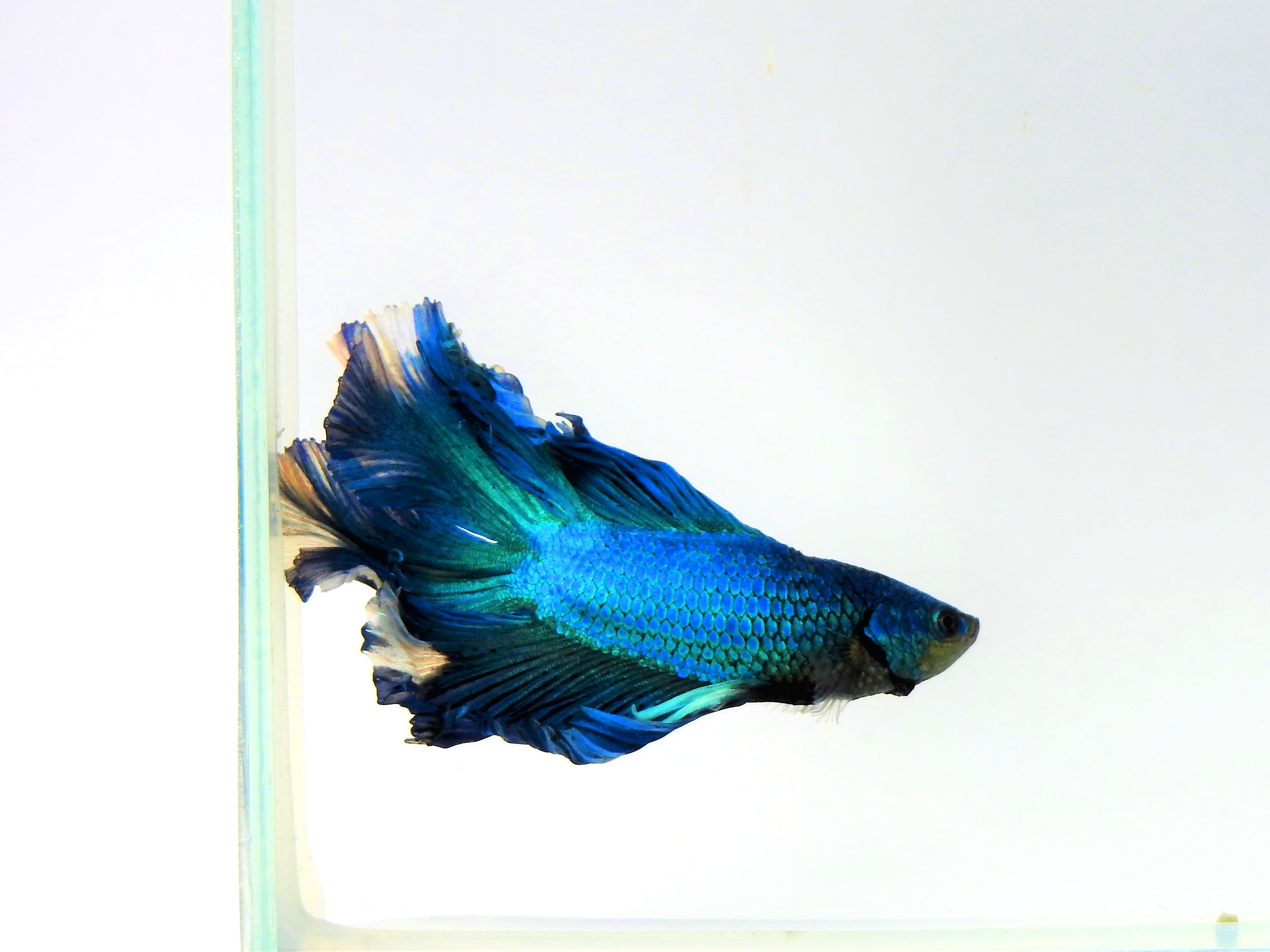 Halfmoon Betta