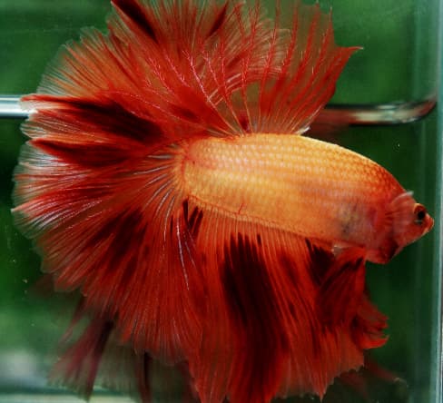 Betta Fish