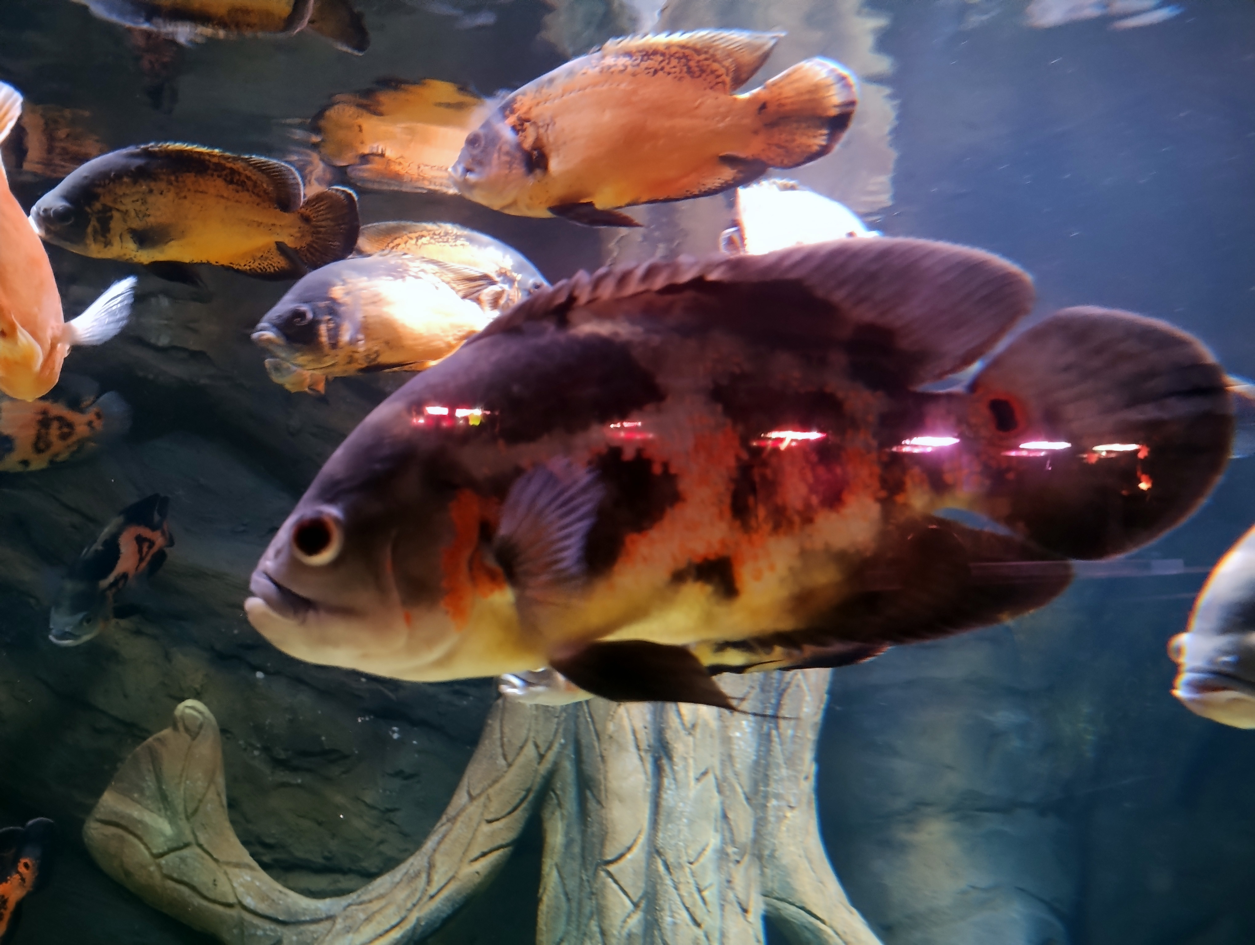 Oscar Cichlid