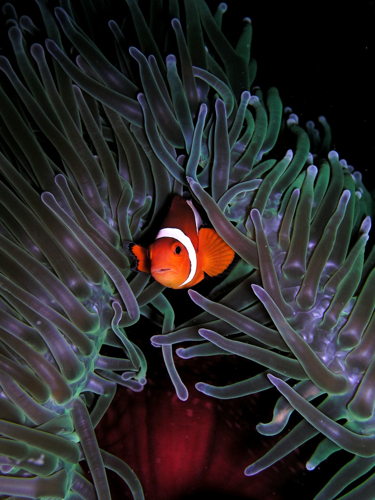 Clownfish