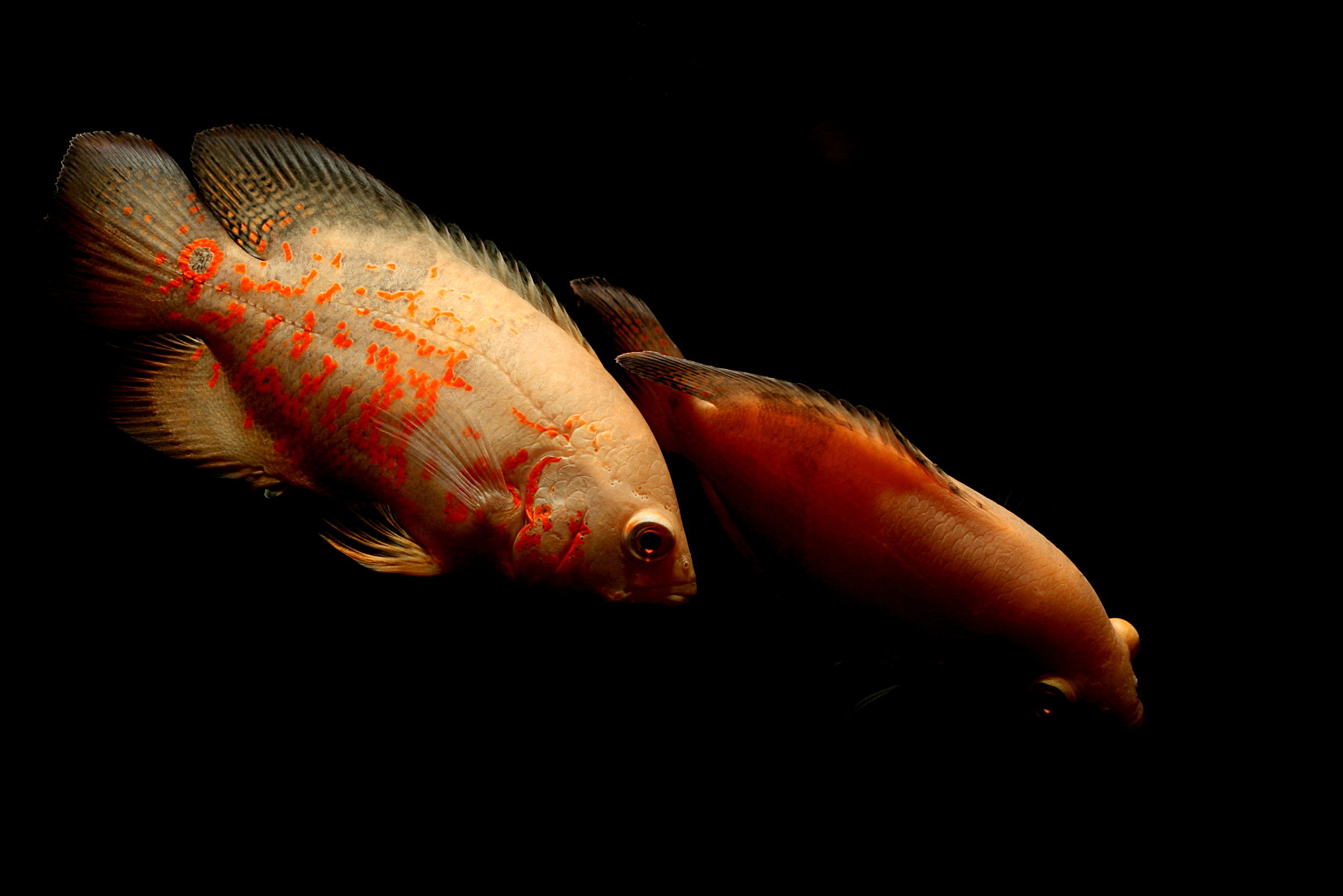 Oscar Cichlid