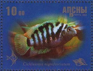 Convict Cichlid