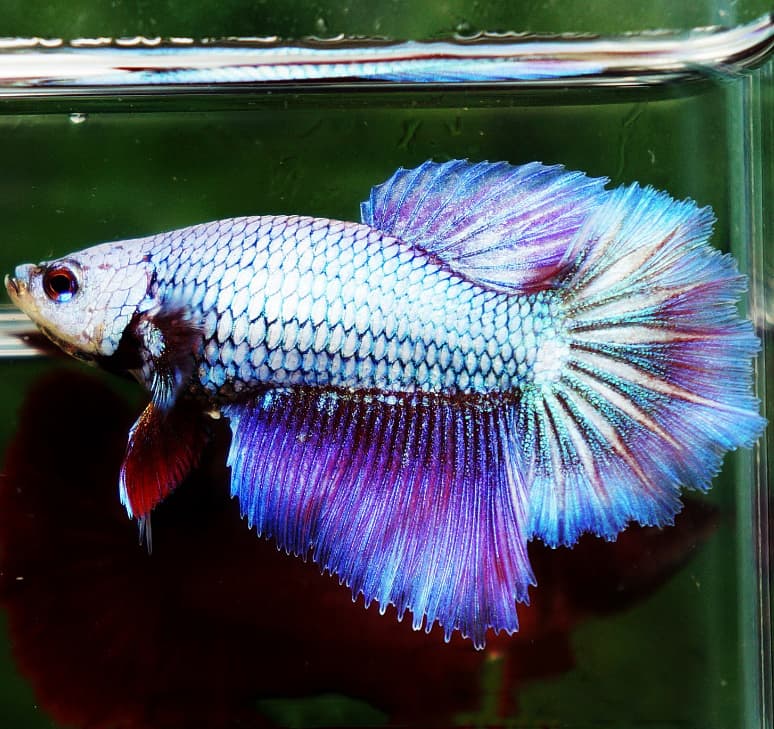 Fancy Betta Fish