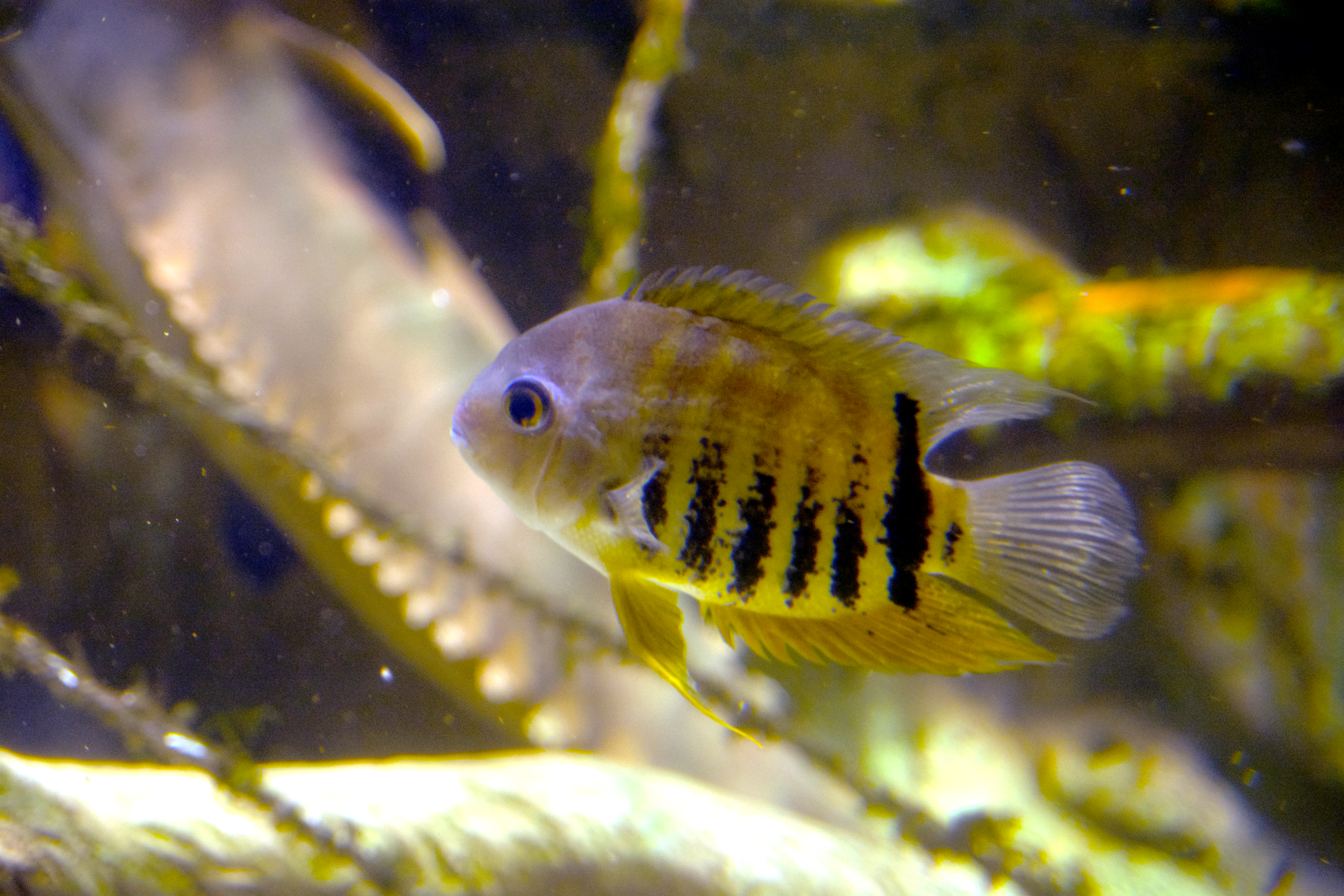 Convict Cichlid