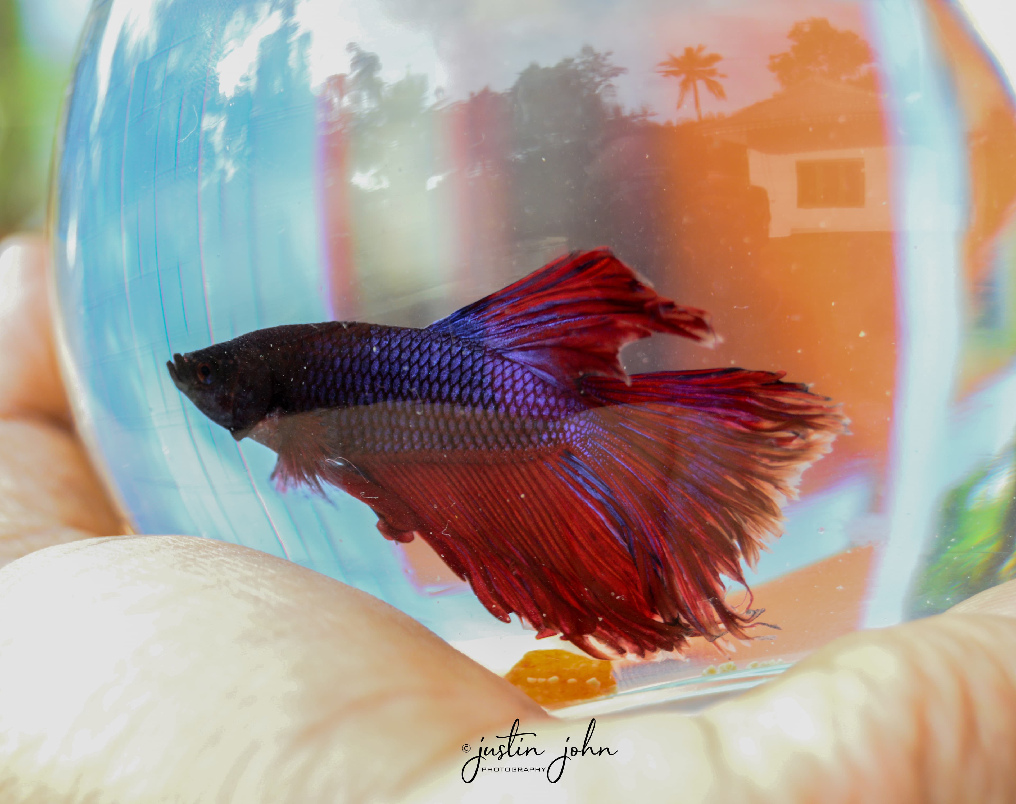 Fullmoon Betta