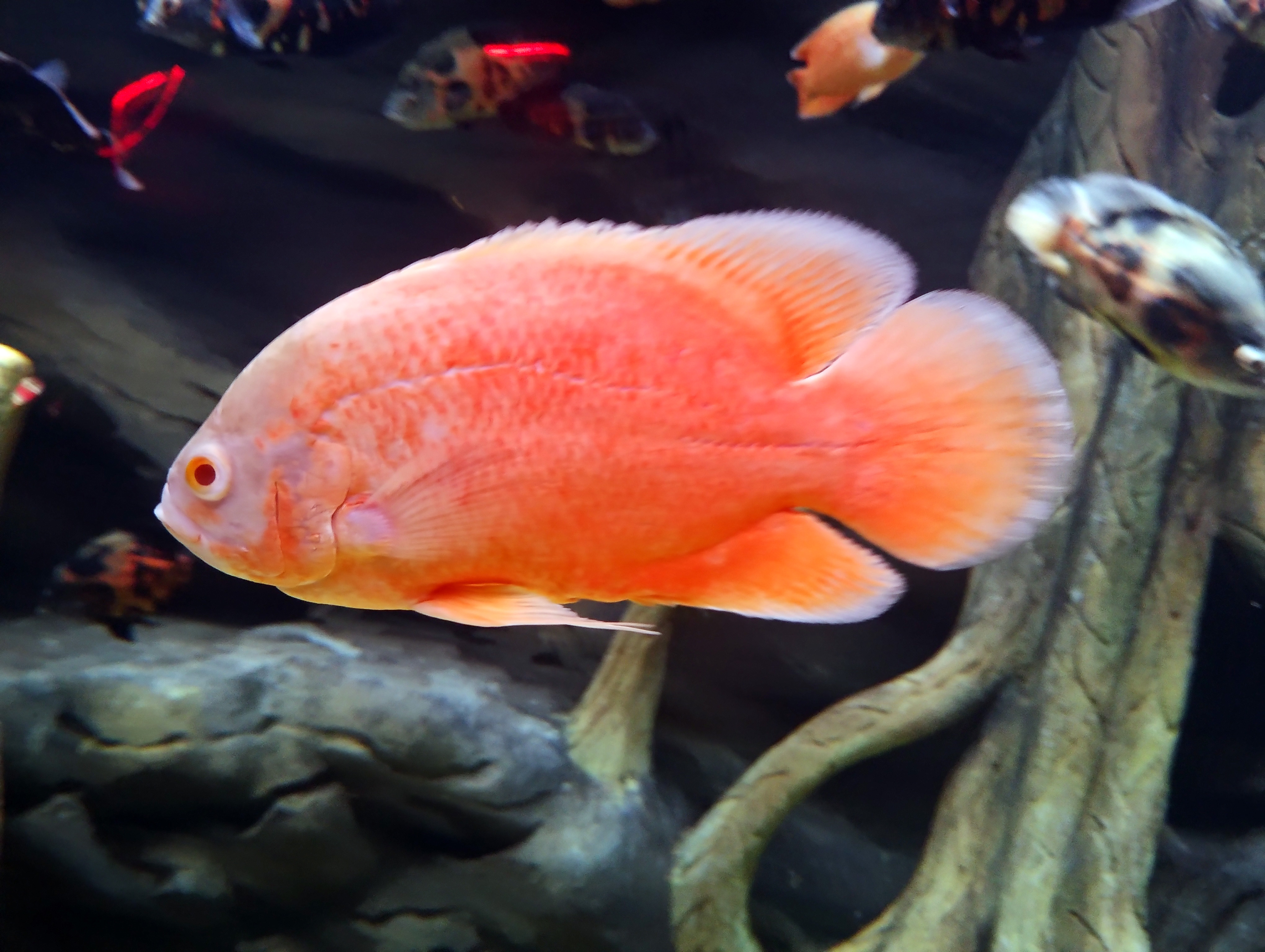 Red Oscar Cichlid