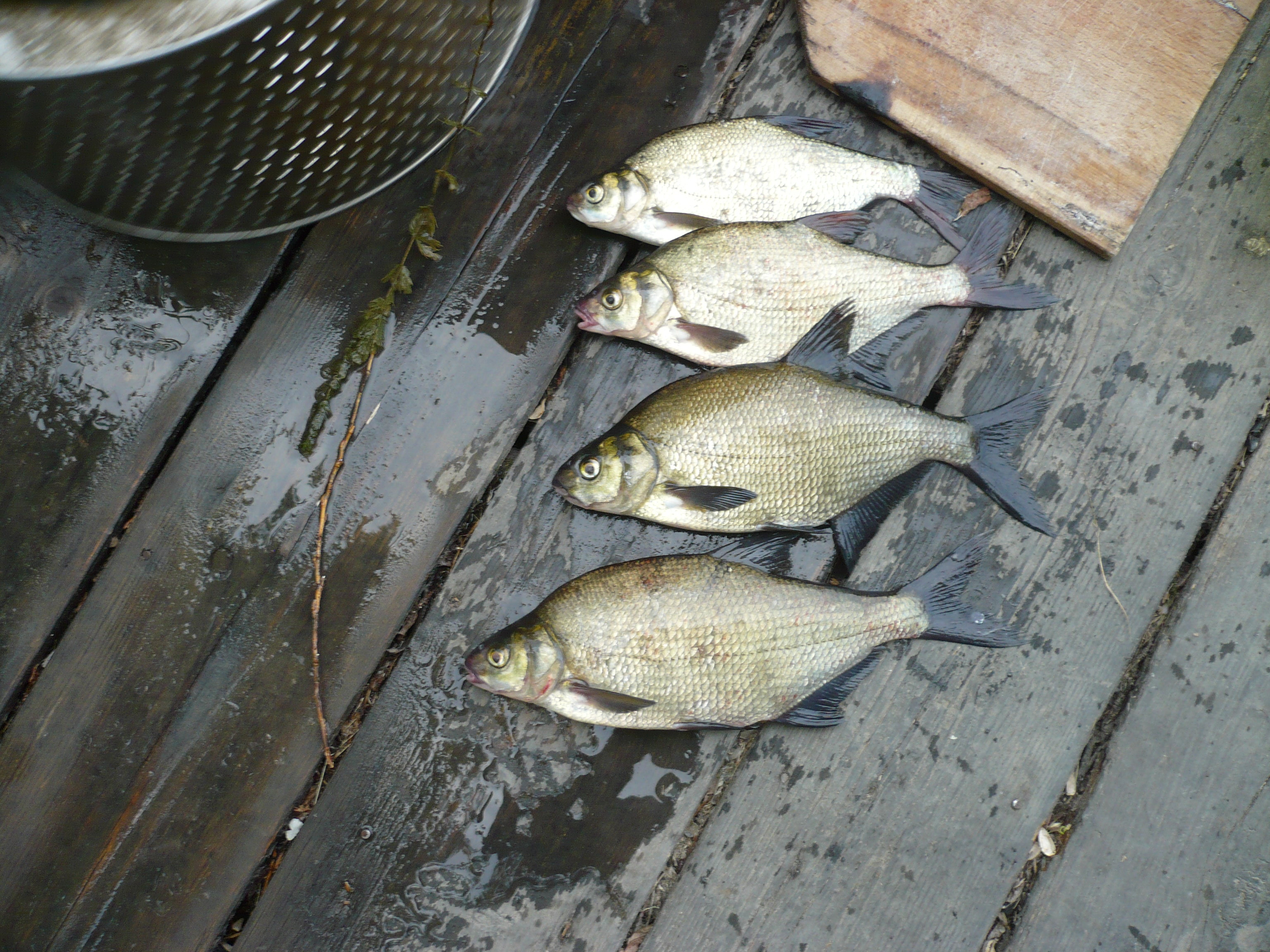 Common Bream