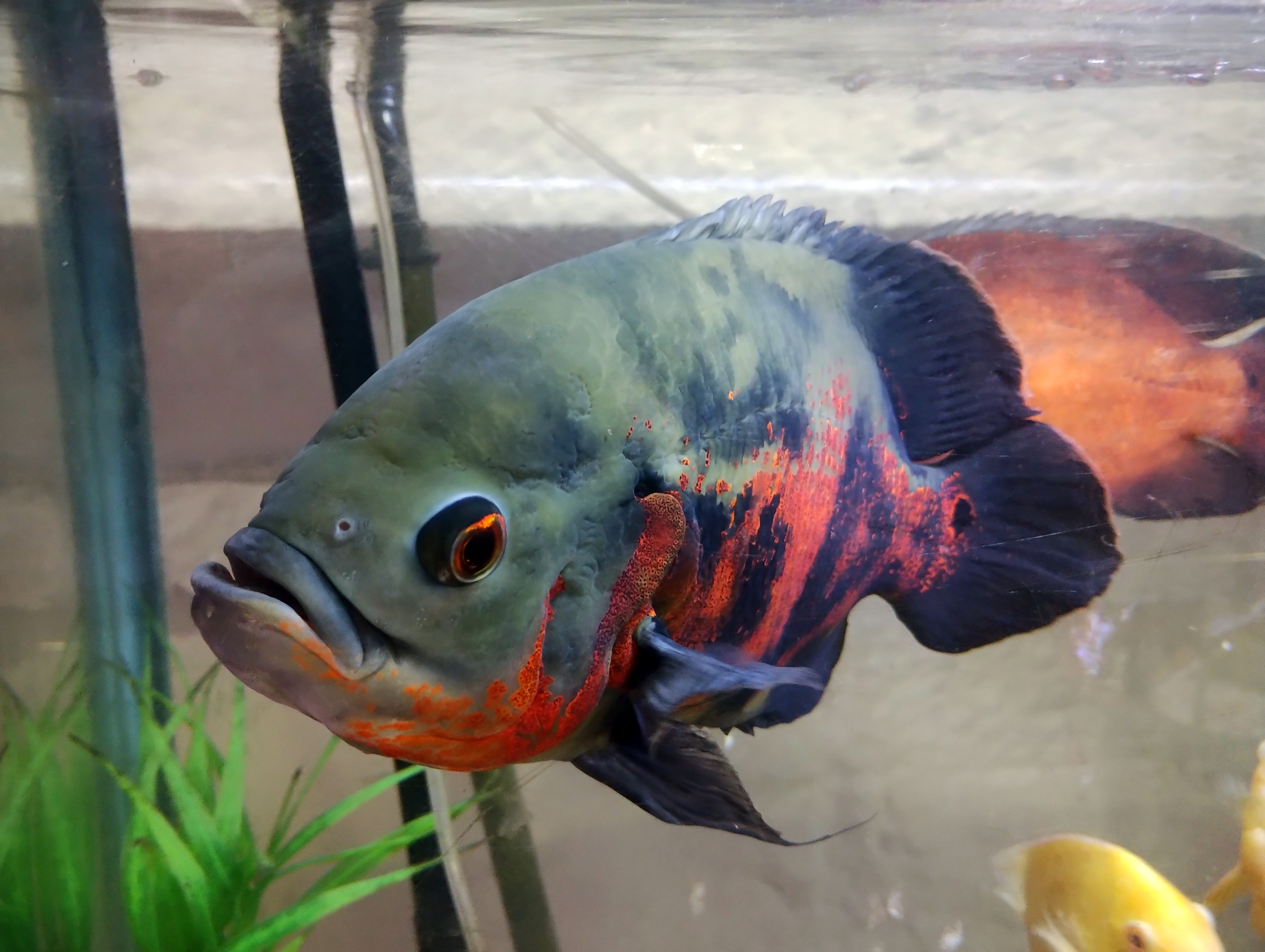 Oscar Cichlid