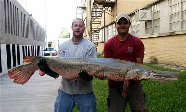 Alligator Gar